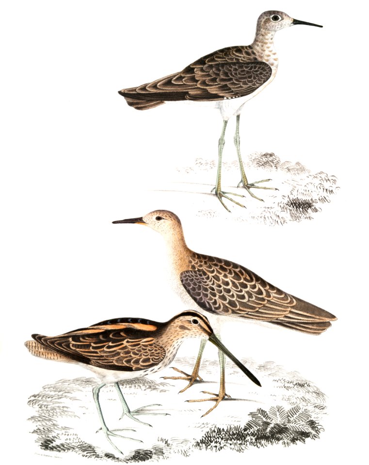 1. Horsfield's Snipe (Scolopax Horsfieldii); 2. Indian Sandpiper from Illustrations of Indian zoology (1830-1834) by John Edward Gray (1800-1875).