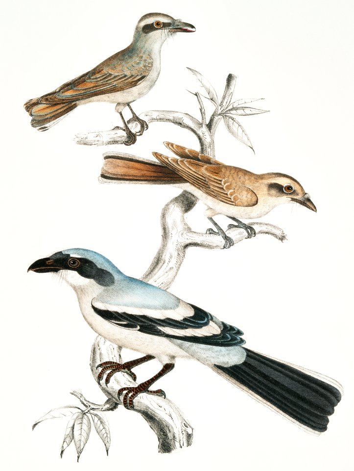 1, 2. Keroula Shrike, Male and Female (Keroula Indica) 3. Great Indian Shrike (Lanius Burra) from Illustrations of Indian zoology (1830-1834) by John Edward Gray (1800-1875).