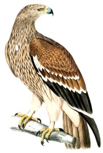 Golden Eagle, Female (Aquilla imperialis) from Illustrations of Indian zoology (1830-1834) by John Edward Gray (1800-1875).. Free illustration for personal and commercial use.