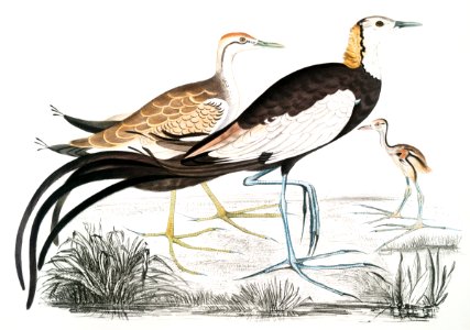 Chinese Parra (Parra Sinensis) 1. Adult 2. Young 3. Chicken just hatched from Illustrations of Indian zoology (1830-1834) by John Edward Gray (1800-1875).