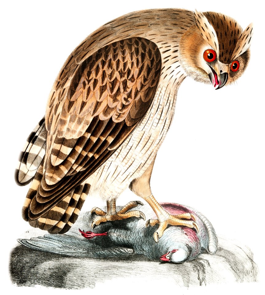 Shielded Legged Horned Owl (Strix Hardwickii) from Illustrations of Indian zoology (1830-1834) by John Edward Gray (1800-1875).