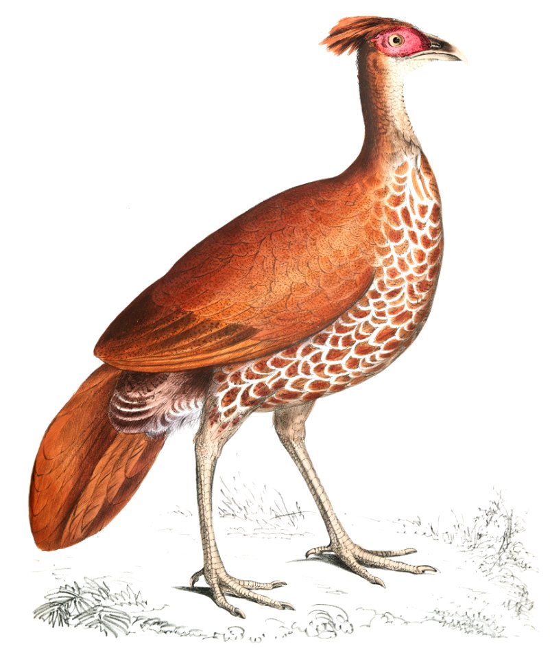 Fire Backed Crested Pheasant Hen (Euplocomus ignitus) from Illustrations of Indian zoology (1830-1834) by John Edward Gray (1800-1875).
