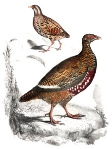 1. Lerwa Partridge (Perdix Lerwa); 2. Red Billed Quail (Coturnix erythrorhyncha) from Illustrations of Indian zoology (1830-1834) by John Edward Gray (1800-1875).. Free illustration for personal and commercial use.