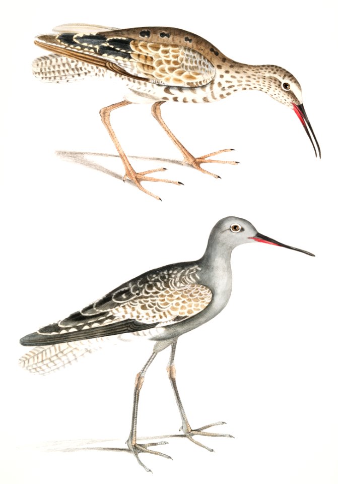 Ash Headed Snipe (Totanus fuscus) from Illustrations of Indian zoology (1830-1834) by John Edward Gray (1800-1875).