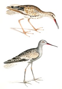 Ash Headed Snipe (Totanus fuscus) from Illustrations of Indian zoology (1830-1834) by John Edward Gray (1800-1875).. Free illustration for personal and commercial use.