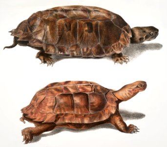 1. Flat Backed Terrapin (Emys platynota); 2. Spinose Land Terrapin (Geoemyda spinosa) from Illustrations of Indian zoology (1830-1834) by John Edward Gray (1800-1875).. Free illustration for personal and commercial use.