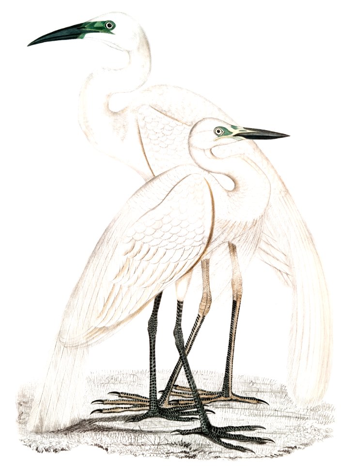 1. Pure White Heron (Ardea modesta); 2. Black Billed Heron (Ardea nigrirostris) from Illustrations of Indian zoology (1830-1834) by John Edward Gray (1800-1875).
