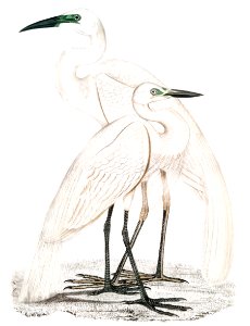 1. Pure White Heron (Ardea modesta); 2. Black Billed Heron (Ardea nigrirostris) from Illustrations of Indian zoology (1830-1834) by John Edward Gray (1800-1875).. Free illustration for personal and commercial use.