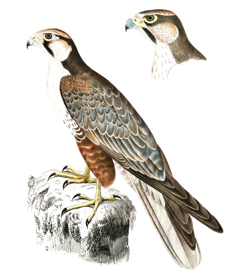 Jugger Falcon (Falco Jugger) 1. Male, 2. Female from Illustrations of Indian zoology (1830-1834) by John Edward Gray (1800-1875).
