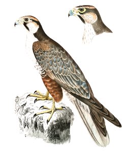 Jugger Falcon (Falco Jugger) 1. Male, 2. Female from Illustrations of Indian zoology (1830-1834) by John Edward Gray (1800-1875).