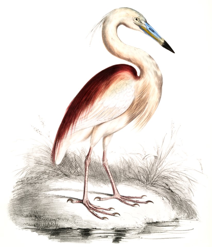 Marone Backed Heron (Ardea Grayii) from Illustrations of Indian zoology (1830-1834) by John Edward Gray (1800-1875).
