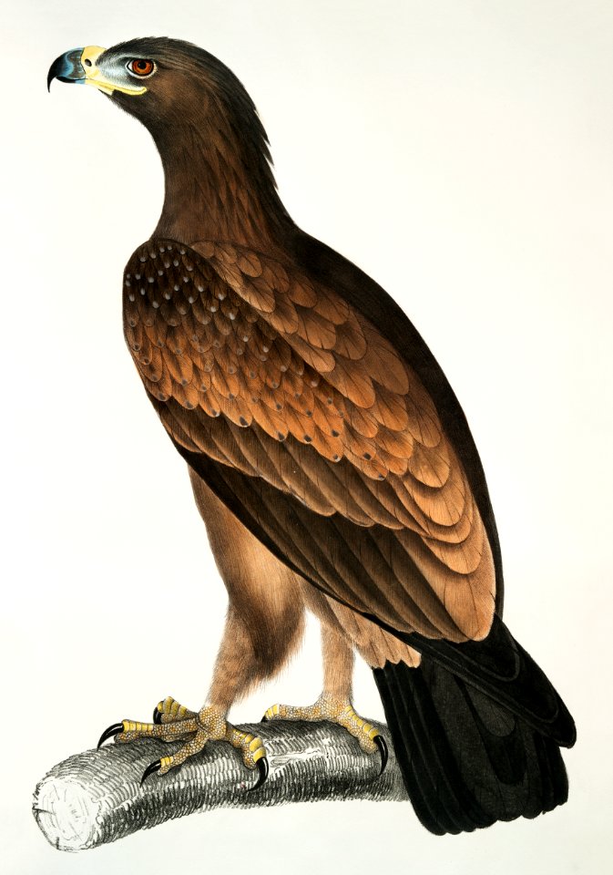 Brown Eagle (Aquilla fusca) from Illustrations of Indian zoology (1830-1834) by John Edward Gray (1800-1875).