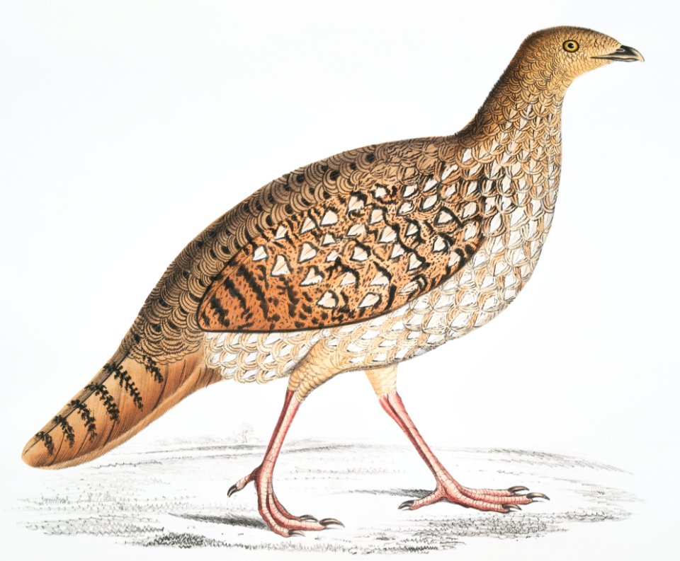 Nepaul Horned Pheasant, Female (Satyra Nepaulensis) from Illustrations of Indian zoology (1830-1834) by John Edward Gray (1800-1875).