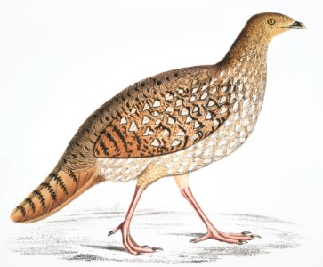 Nepaul Horned Pheasant, Female (Satyra Nepaulensis) from Illustrations of Indian zoology (1830-1834) by John Edward Gray (1800-1875).. Free illustration for personal and commercial use.