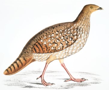 Nepaul Horned Pheasant, Female (Satyra Nepaulensis) from Illustrations of Indian zoology (1830-1834) by John Edward Gray (1800-1875).