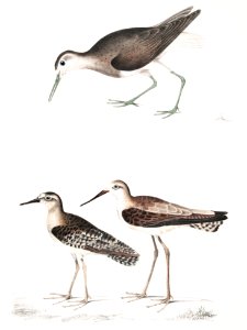 1. White Tailed Sandpiper (Totanus leucurus); 2. Allied Sandpiper (Totanus affinis); 3. Cawnpore Snipe (Totanus Lathami) from Illustrations of Indian zoology (1830-1834) by John Edward Gray (1800-1875).. Free illustration for personal and commercial use.