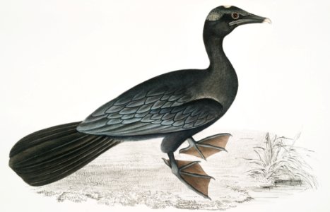 Pigmy Cormorant (Carbo Pygmaeus) from Illustrations of Indian zoology (1830-1834) by John Edward Gray (1800-1875).. Free illustration for personal and commercial use.