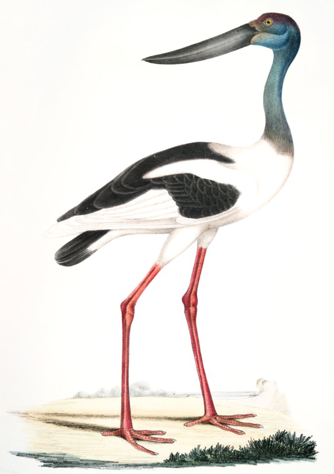 Tetaar Jabiru (Mycteria Australis) from Illustrations of Indian zoology (1830-1834) by John Edward Gray (1800-1875).