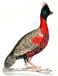 Black headed Pheasant (Phasianus melanocephalus) Young male of former from Illustrations of Indian zoology (1830-1834) by John Edward Gray (1800-1875).. Free illustration for personal and commercial use.
