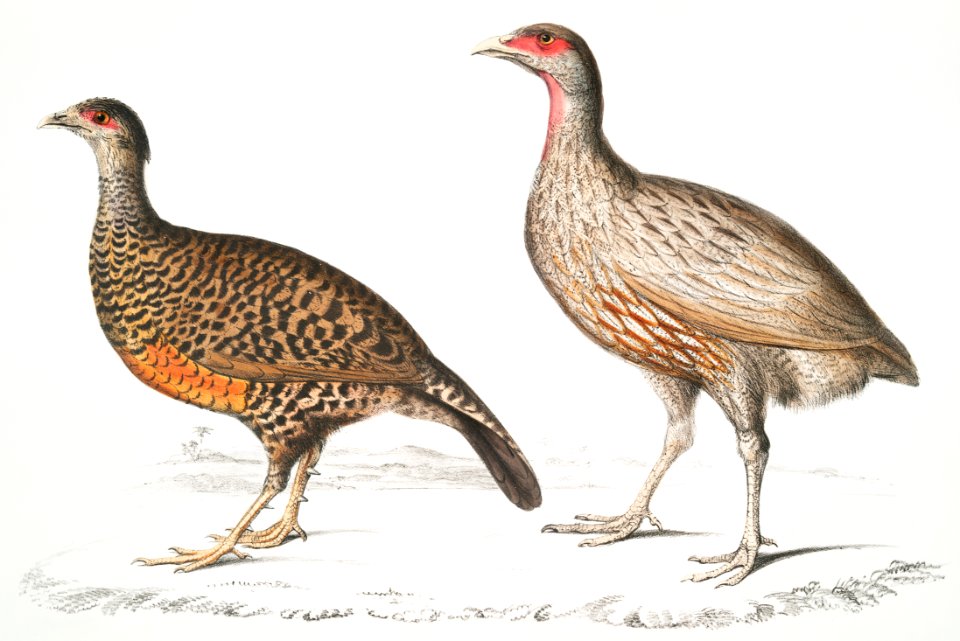 1. Lady North's Polyplectron (Pectrophora (Polyplectron) Northiæ); 2. Dotted Partridge (Perdix punctulata) from Illustrations of Indian zoology (1830-1834) by John Edward Gray (1800-1875).