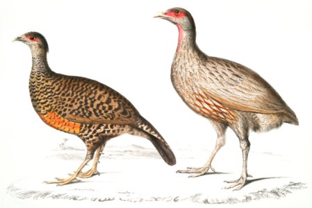 1. Lady North's Polyplectron (Pectrophora (Polyplectron) Northiæ); 2. Dotted Partridge (Perdix punctulata) from Illustrations of Indian zoology (1830-1834) by John Edward Gray (1800-1875).. Free illustration for personal and commercial use.