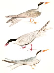 1. Javan Tern (Sterna Javanica) 2. Allied Tern (Sterna similis); 3. Brown Bellied Tern (Sterna acuticauda) from Illustrations of Indian zoology (1830-1834) by John Edward Gray (1800-1875).
