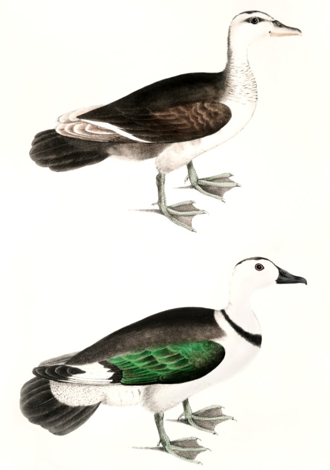Girra Teal, Male and Female (Anas girra) from Illustrations of Indian zoology (1830-1834) by John Edward Gray (1800-1875).