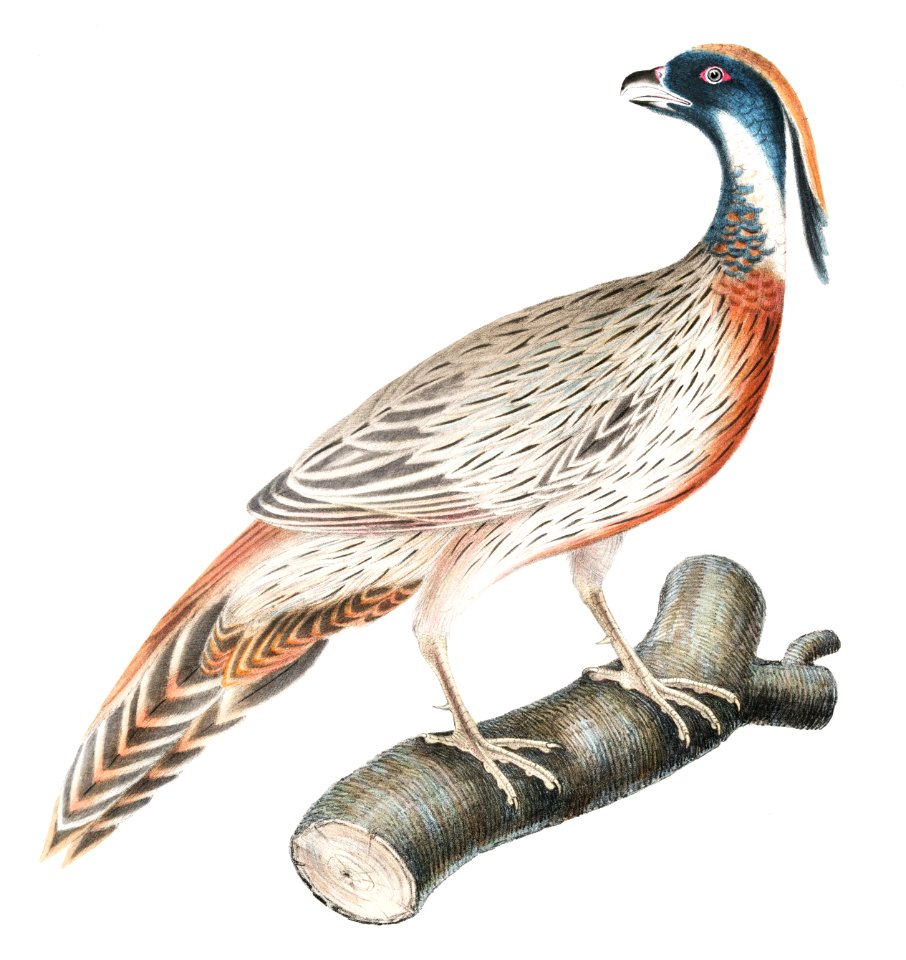 Pucras Pheasant (Phasianus Pucrasia) from Illustrations of Indian Zoology (1830-1834) by John Edward Gray (1800-1875).