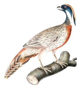 Pucras Pheasant (Phasianus Pucrasia) from Illustrations of Indian Zoology (1830-1834) by John Edward Gray (1800-1875).. Free illustration for personal and commercial use.