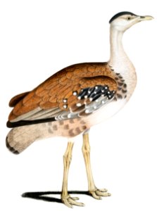 Edward's Bustard (Otis Edwardsii) 1/2 Natural length from Illustrations of Indian zoology (1830-1834) by John Edward Gray (1800-1875).