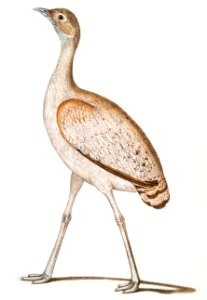 Delicious Bustard Female (Otis deliciosa) 2/3 Natural size from Illustrations of Indian zoology (1830-1834) by John Edward Gray (1800-1875).. Free illustration for personal and commercial use.