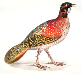 Pennant's Horned Pheasant (Satyra Pennatii) from Illustrations of Indian zoology (1830-1834) by John Edward Gray (1800-1875).. Free illustration for personal and commercial use.