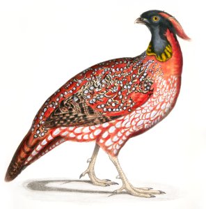 Chinese Horned Pheasant (Satyra Temminckii) 3/4 Nat. length from Illustrations of Indian zoology (1830-1834) by John Edward Gray (1800-1875).. Free illustration for personal and commercial use.