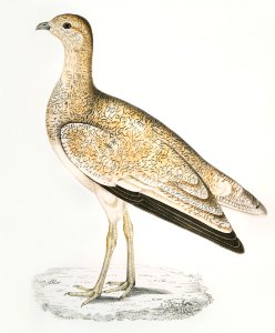 Marbled Bustard (Otis marmorata) from Illustrations of Indian zoology (1830-1834) by John Edward Gray (1800-1875).