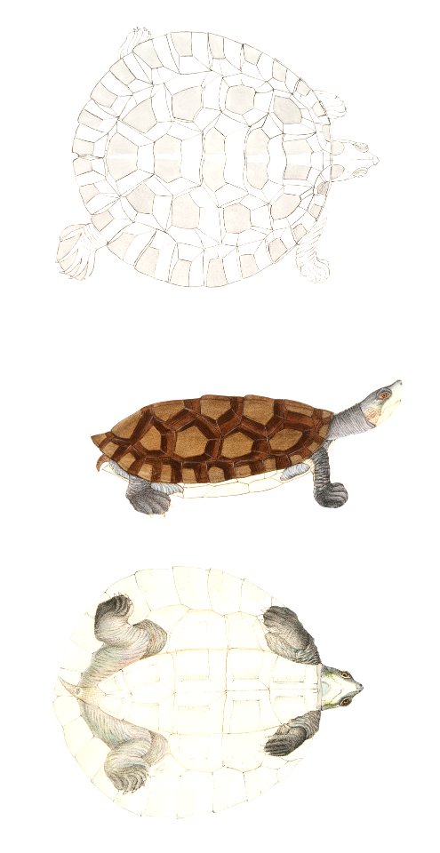 Baska Terrapin (Emys Baska) from Illustrations of Indian zoology (1830-1834) by Published John Edward Gray (1800-1875).