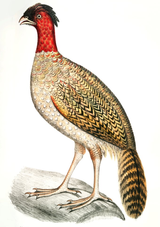 Black headed Pheasant (Phasianus melanocephalus) Female from Illustrations of Indian zoology (1830-1834) by John Edward Gray (1800-1875).