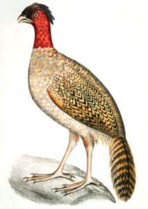 Black headed Pheasant (Phasianus melanocephalus) Female from Illustrations of Indian zoology (1830-1834) by John Edward Gray (1800-1875).. Free illustration for personal and commercial use.