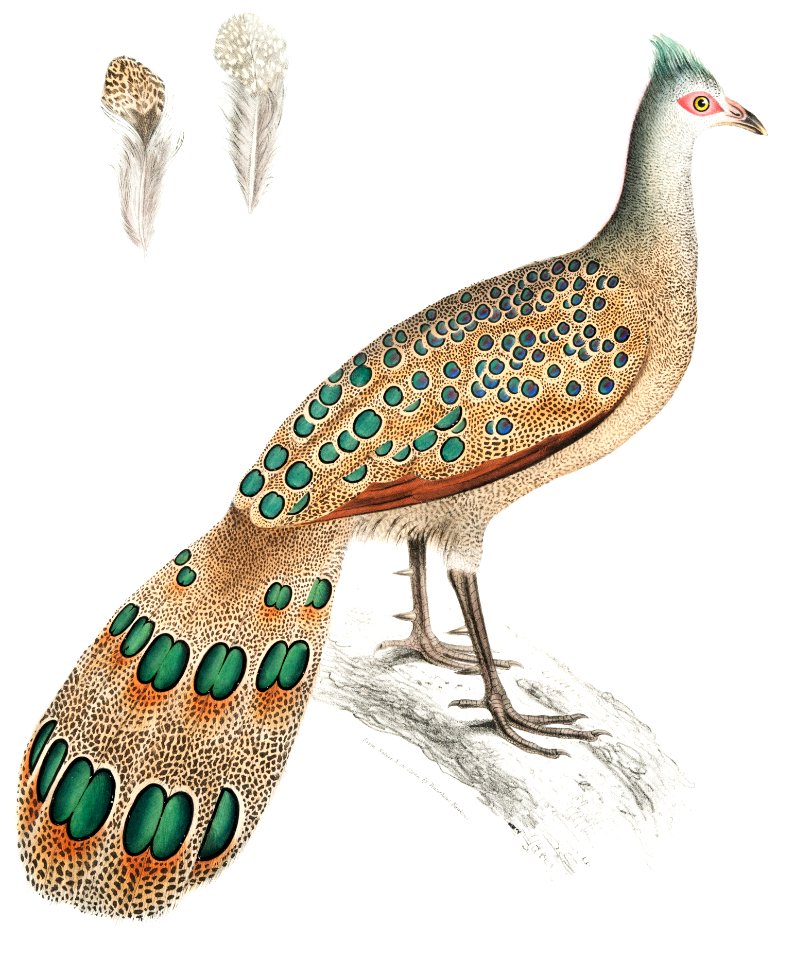Hardwicke's Polyplectron (Polyplectron Hardwickii) from Illustrations of Indian zoology (1830-1834) by John Edward Gray (1800-1875).