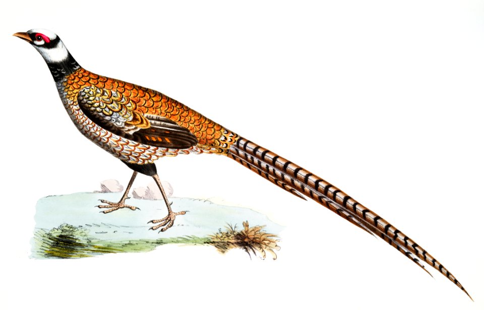 Reeve's Pheasant (Phasianus Reevesii) from Illustrations of Indian zoology (1830-1834) by John Edward Gray (1800-1875).