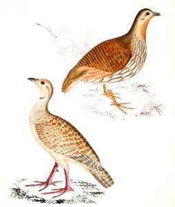 1. Wood Partridge (Perdix gularis); 2. Oriental Partridge (Perdix orientalis) from Illustrations of Indian zoology (1830-1834) by John Edward Gray (1800-1875).. Free illustration for personal and commercial use.