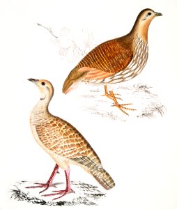 1. Wood Partridge (Perdix gularis); 2. Oriental Partridge (Perdix orientalis) from Illustrations of Indian zoology (1830-1834) by John Edward Gray (1800-1875).