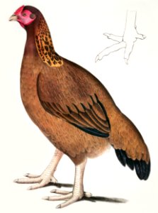 Malabar Hen (Gallus giganteus) Common in Doab. 4/5 Nat. size. A. Foot Nat. Size from Illustrations of Indian zoology (1830-1834) by John Edward Gray (1800-1875).. Free illustration for personal and commercial use.