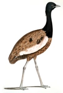 Delicious Bustard Male (Otis deliciosa) 2/3 Natural size from Illustrations of Indian zoology (1830-1834) by John Edward Gray (1800-1875).