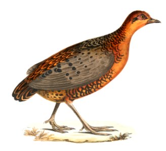 Eyed Partridge (Perdix oculea) Natural size. Bengal from Illustrations of Indian zoology (1830-1834) by John Edward Gray (1800-1875).