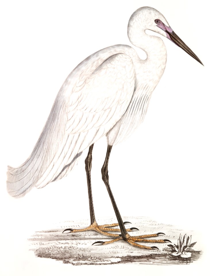 Indian white Heron (Ardea orientalis) from Illustrations of Indian zoology (1830-1834) by John Edward Gray (1800-1875).