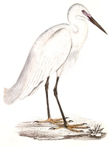 Indian white Heron (Ardea orientalis) from Illustrations of Indian zoology (1830-1834) by John Edward Gray (1800-1875).