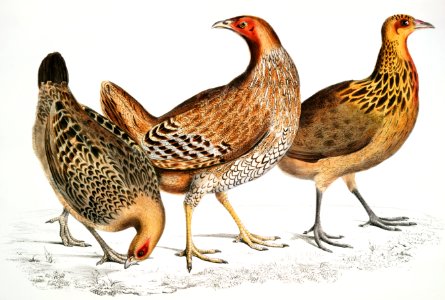 1. Javan Hen (Gallus furcatus); 2. Lord Stanley's Hen (Gallus Stanleyi); 3. Bank's Hen (Gallus Bankiva) from Illustrations of Indian zoology (1830-1834) by John Edward Gray (1800-1875).. Free illustration for personal and commercial use.