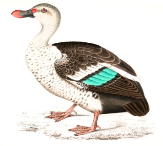 Spotted Billed Duck (Anas poecillorhyncha) from Illustrations of Indian zoology (1830-1834) by John Edward Gray (1800-1875).. Free illustration for personal and commercial use.
