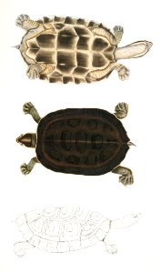 Thugi Terrapin (Emys Thugi) from Illustrations of Indian zoology (1830-1834) by John Edward Gray (1800-1875).. Free illustration for personal and commercial use.