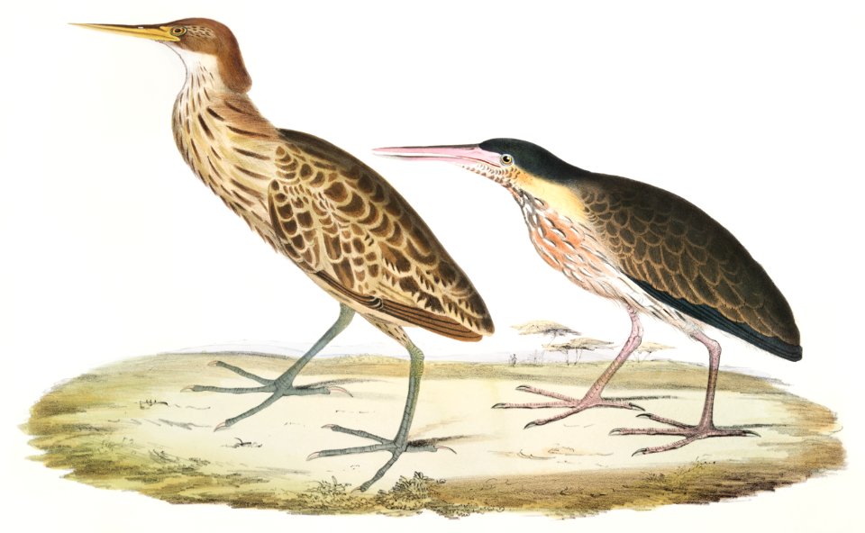 1. Cinnamon Heron (Ardea cinnamonea) 2. Yellow necked Heron (Ardea flavicollis) from Illustrations of Indian zoology (1830-1834) by John Edward Gray (1800-1875).